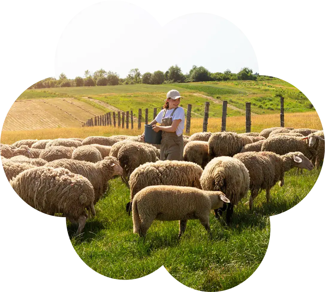 Sheep Milk 1