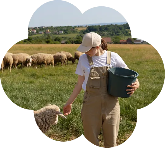Sheep Milk 2